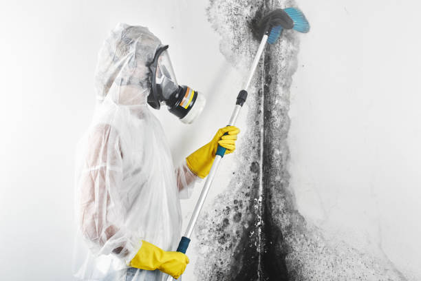 Best Commercial Mold Inspection  in Columbus, NE