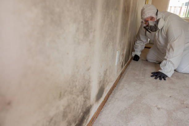 Columbus, NE Mold Removal Company